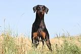 DOBERMANN 876